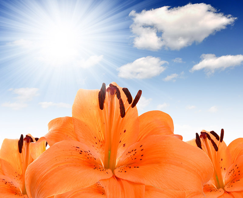 Flowers flowers  / vibrant flowers